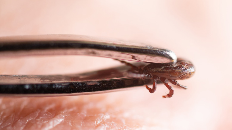 Tick pinched between tweezers, close up