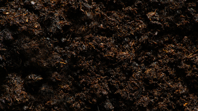 wet garden soil