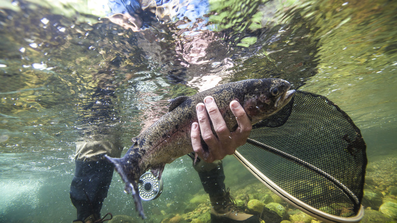 Fisherman releasing fish, hand underwater with net