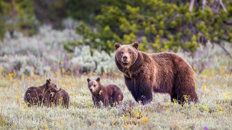 Grizzly bear with cubs in Grand Teton National Park