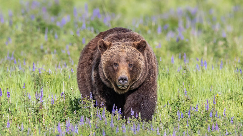 Grizzly bear surrounded by purple wild flowers