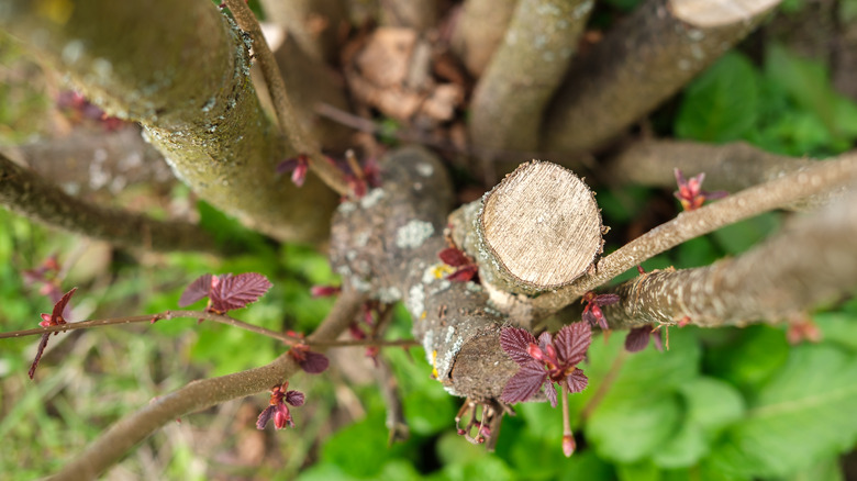 Cut woody stems of garden shrub