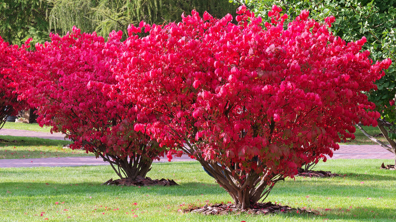 Bright red winged burning bush