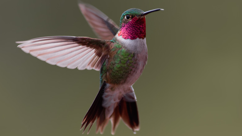 Broad-tailed hummingbird in flight, close-up