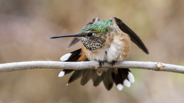 Broad-tailed hummingbird perched on branch