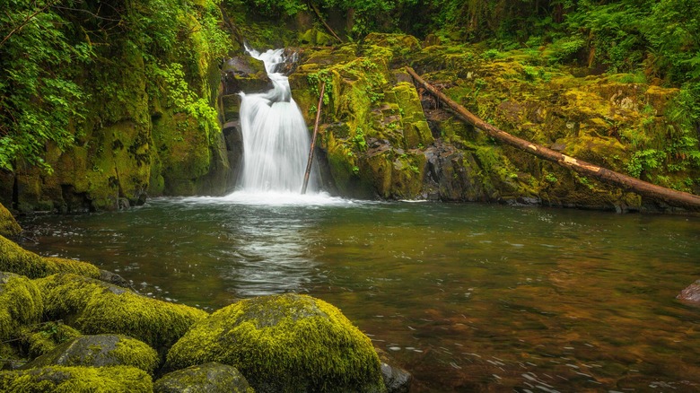 Sweet Creek Falls in Oregon