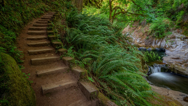 Hiking trail and steps along Sweet Creek Falls