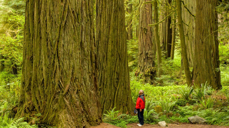 Man looking up at Redwood tree