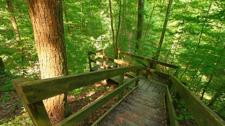 A staircase leading down into a ravine in Shades State Park in Indiana