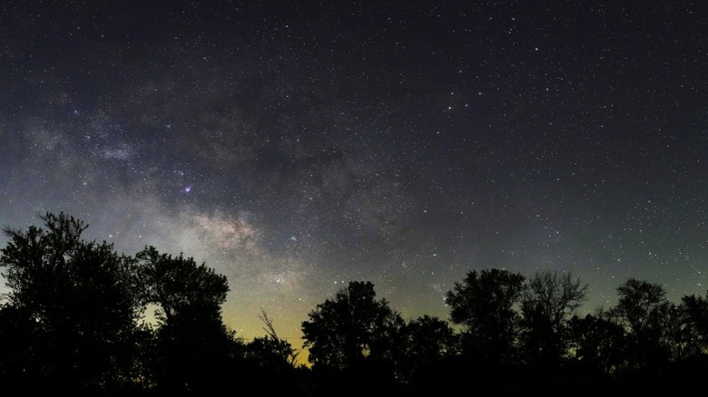 A view of the night sky and stars over tree tops