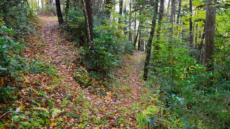 Wooded switchback trail 