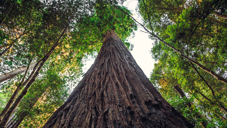 Hyperion tree, looking up from ground