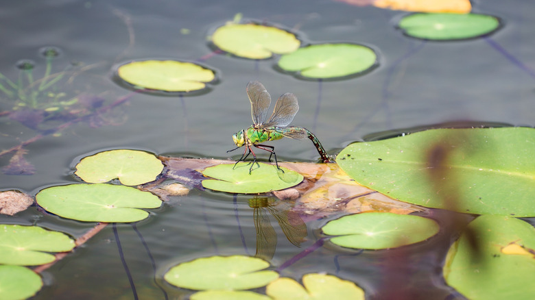 dragonfly on lily pad