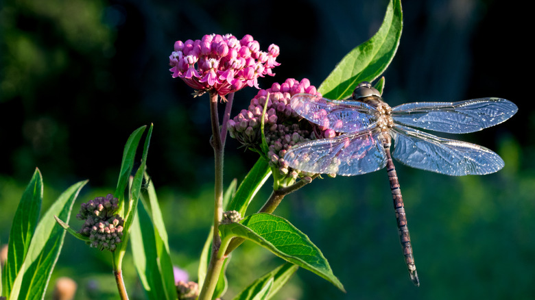 dragonfly and milkweed plant