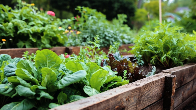 Healthy garden growing vegetables