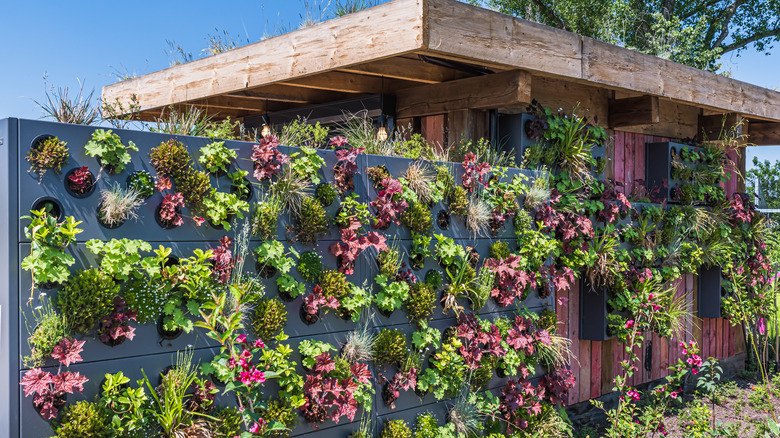 Colorful plant wall