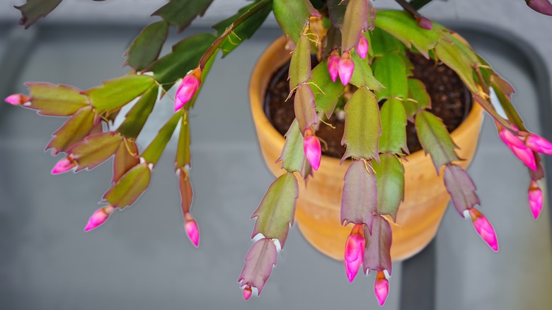 A hanging Christmas cactus with pink flowers