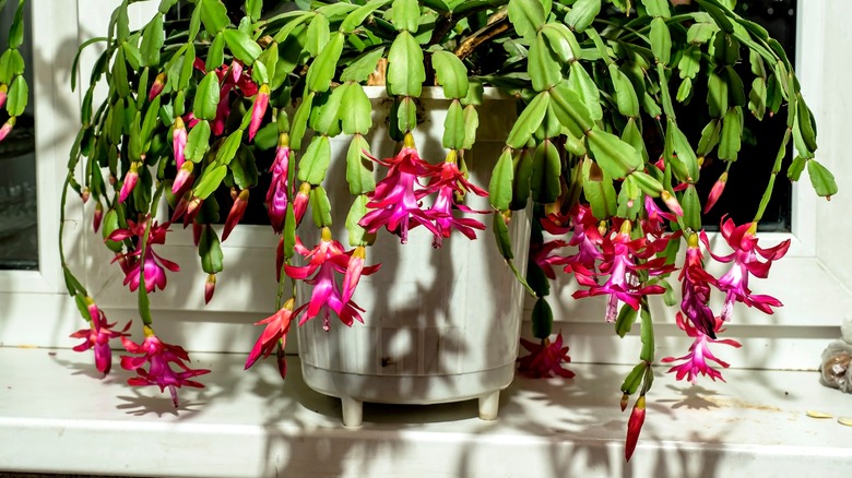 A Christmas cactus sitting on a window sill