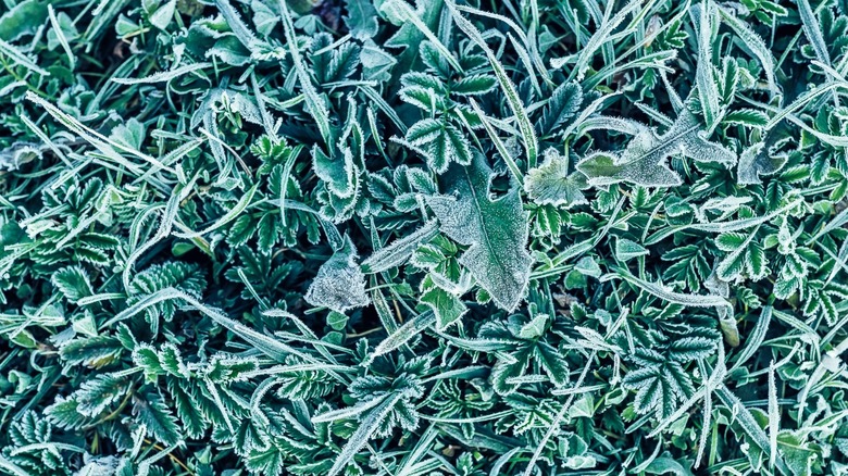 A frost-covered, low-growing plant still showing green color