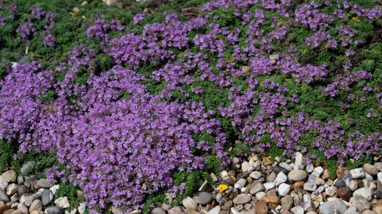 Creeping thyme growing over gravel as a ground cover option