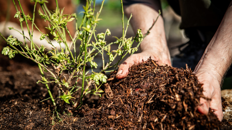 Man spreading mulch over blueberry plant