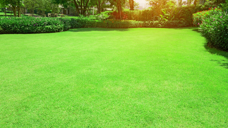 Lush Bermuda grass lawn