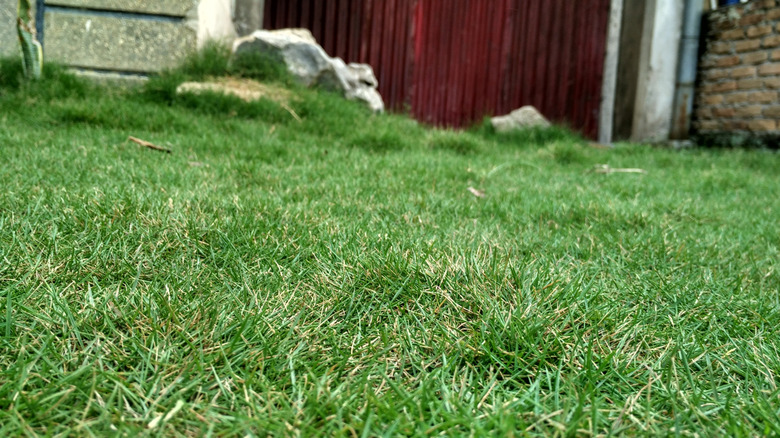 Zoysia grass lawn, close up