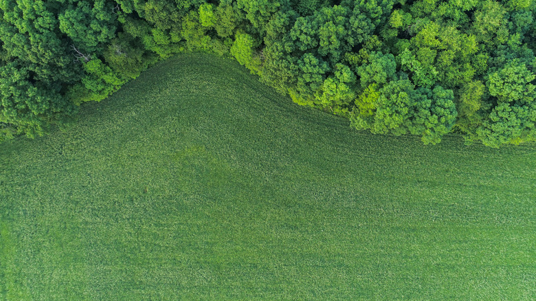 Ryegrass lawn, shown from above