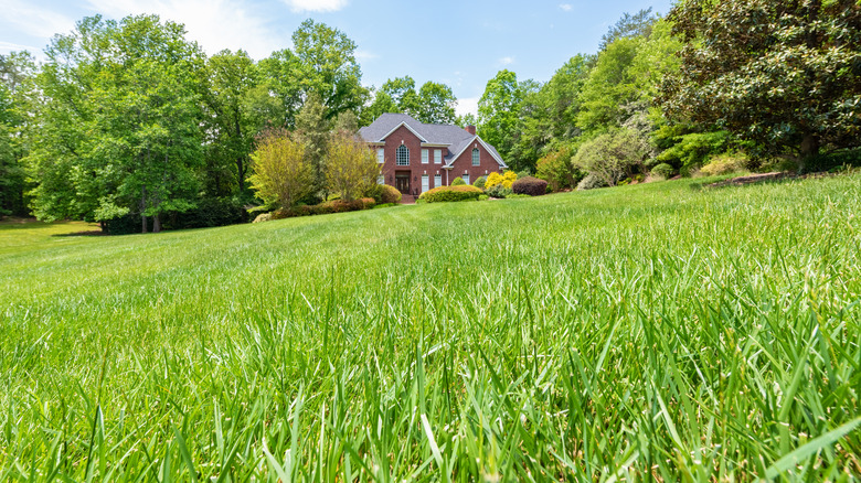 House with fescue grass lawn