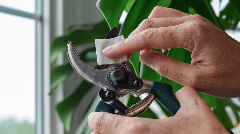 Person cleaning garden shears