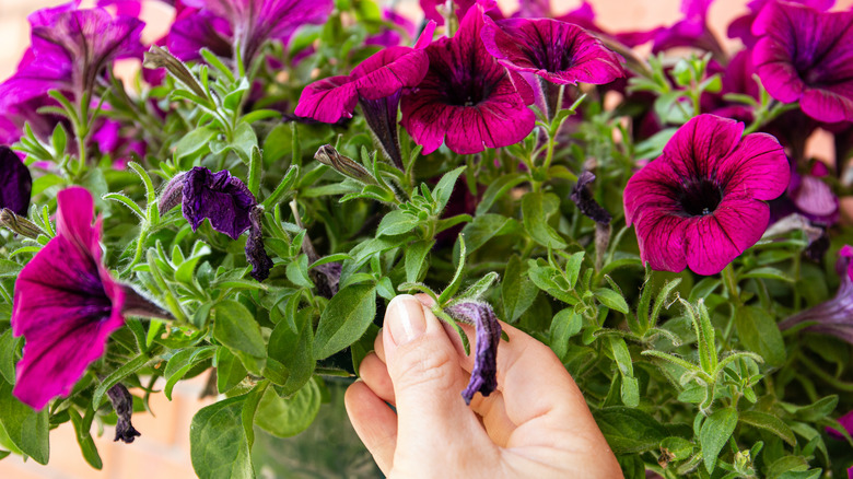 Pink petunias being deadheaded