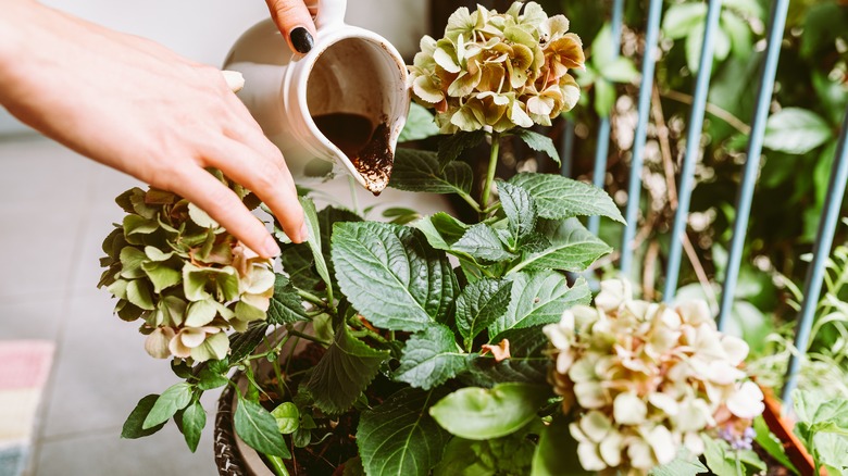 Woman adding liquid fertilizer to potted plant