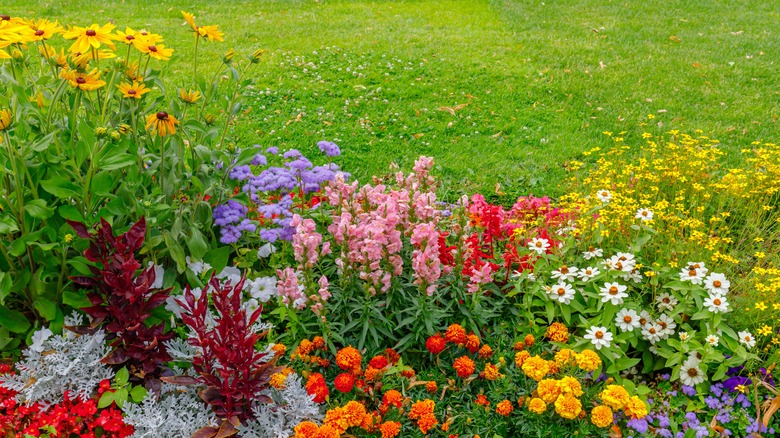 Flower garden in summer