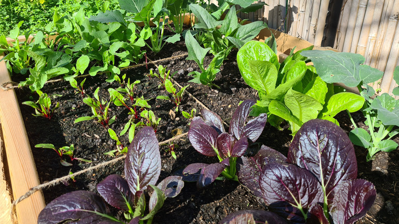 Square foot gardening bed