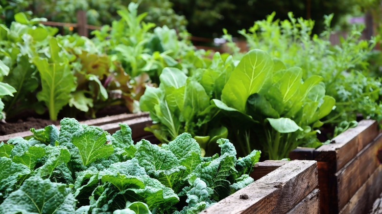 Plants growing in raised bed