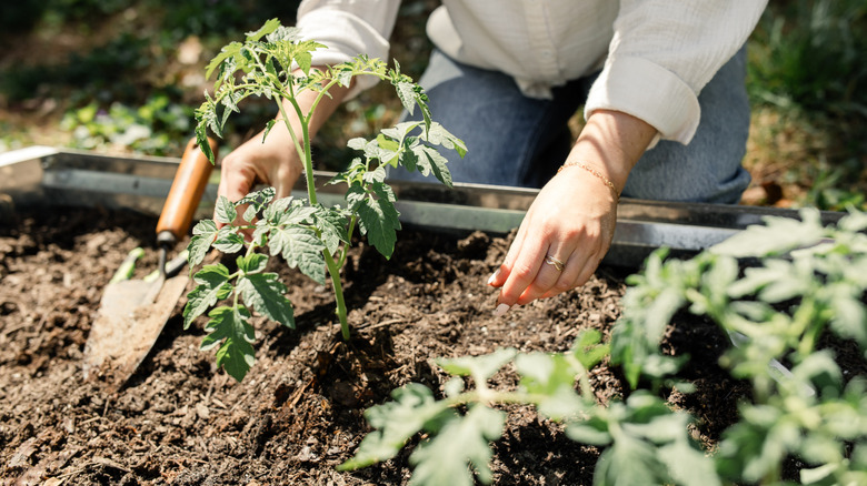 Person planting in their garden