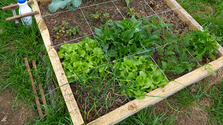 Square foot gardening bed