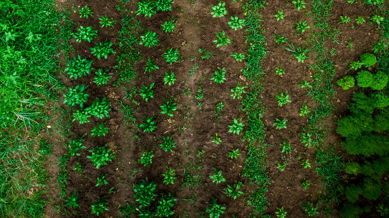 Man in his larger row garden