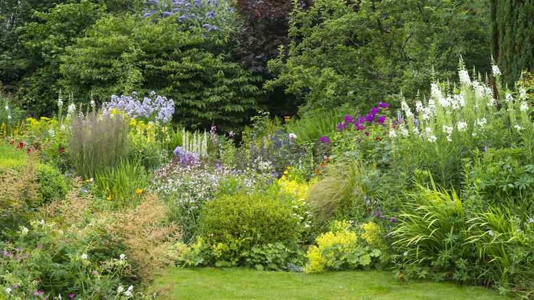 Garden with many plants