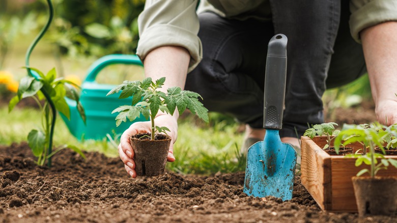 Gardener with watering pot, spade, and young plant in soil 