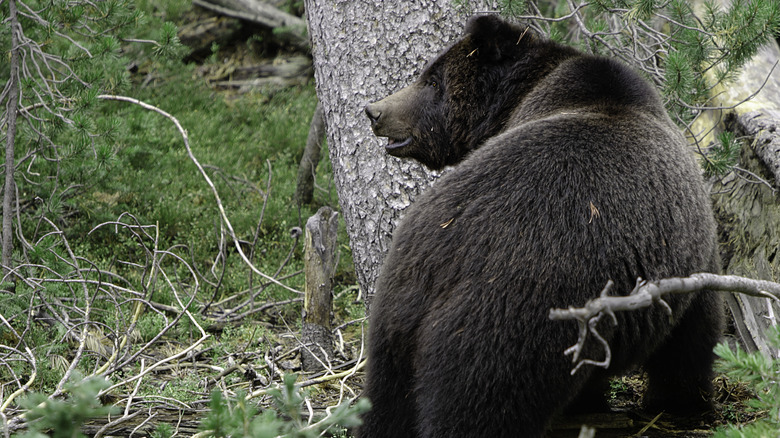 dark colored grizzly bear