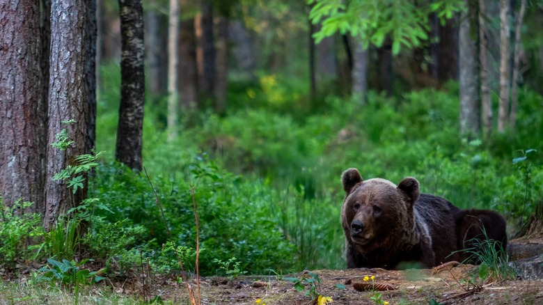 Grizzly bear sitting in woods