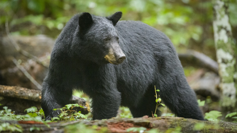 American black bear with yellow stain around mouth