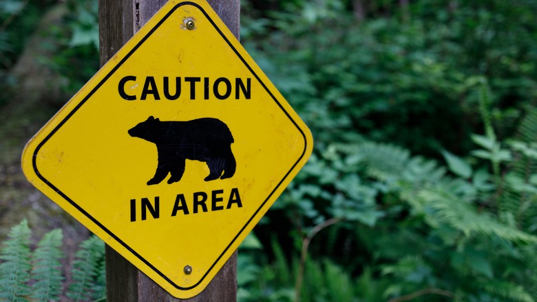 Bear warning sign in woods