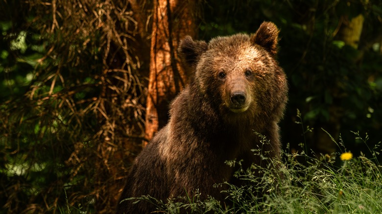 Brown bear in woods