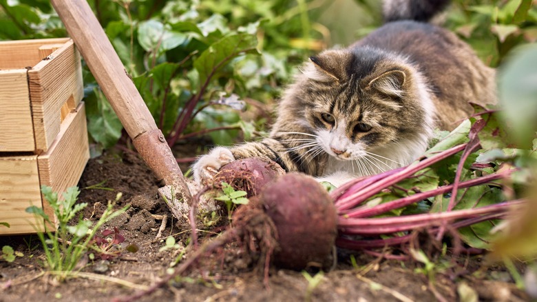 Cat playing with root vegetable