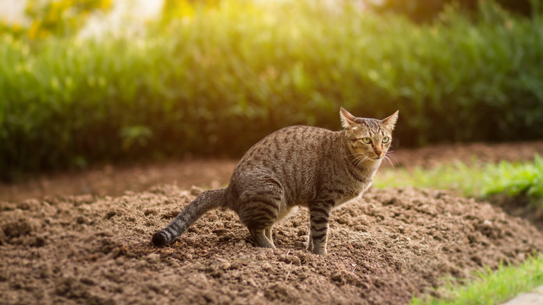 Cat about to poop in garden bed