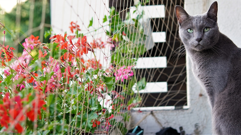 Cat blocked from garden by net