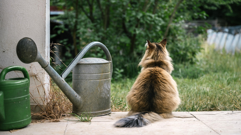Cat near watering can looking at garden
