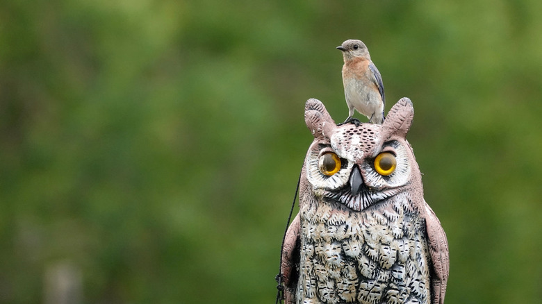 Eastern bluebird sitting on spooky owl decoy